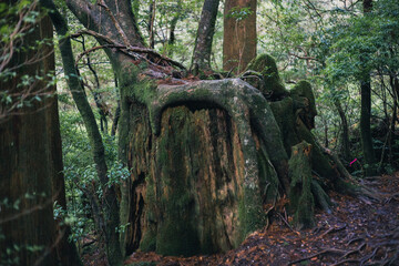  Winter Yaskuhima forest in Kyusyu Japan(World Heritage in Japan)