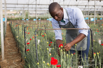 Portrait of young man gardener working with carnation flowers in greenhouse