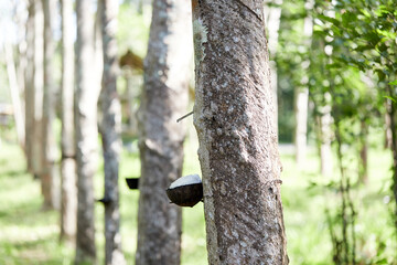 Rubber latex or para rubber flowing from stem tree in garden