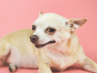  brown short hair Chihuahua dog looking sideway at camera. pink background.