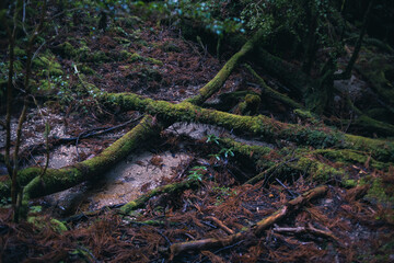  Winter Yaskuhima forest in Kyusyu Japan(World Heritage in Japan)