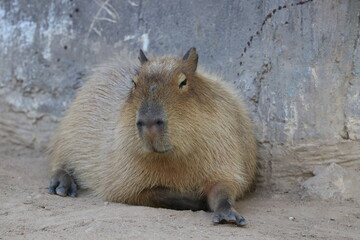 Close up capybara relaxing on the ground
