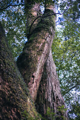 Obraz premium Winter Yaskuhima forest in Kyusyu Japan(World Heritage in Japan)