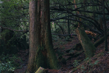  Winter Yaskuhima forest in Kyusyu Japan(World Heritage in Japan)
