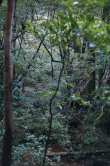  Winter Yaskuhima forest in Kyusyu Japan(World Heritage in Japan)