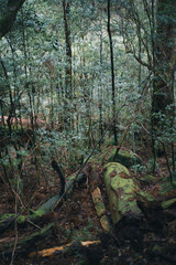 Fototapeta premium Winter Yaskuhima forest in Kyusyu Japan(World Heritage in Japan)