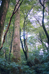 Winter Yaskuhima forest in Kyusyu Japan(World Heritage in Japan)