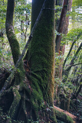Winter Yaskuhima forest in Kyusyu Japan(World Heritage in Japan)