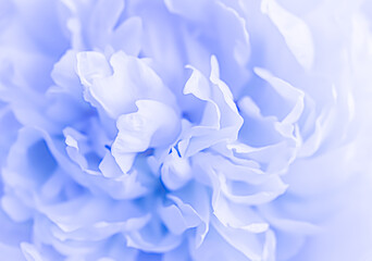 Soft focus, abstract floral background, pale blue peony flower petals. Macro flowers backdrop for holiday brand design