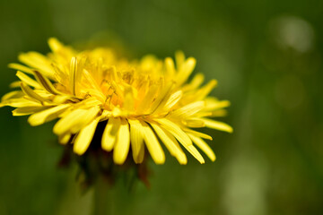 Yellow dandelion flowers blooming in late summer.