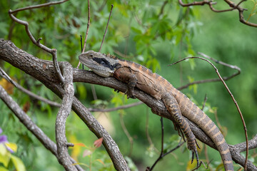 A lizard is chilling on a tree branch