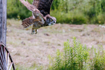 Great horned owl (Bubo virginianus), also known as the tiger owl. It is an extremely adaptable bird...