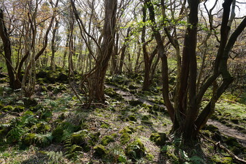 a refreshing forest in the sunlight