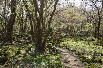 a refreshing forest in the sunlight