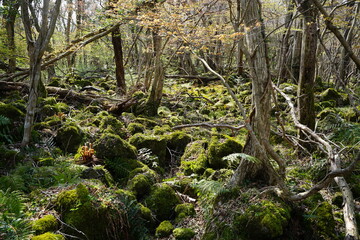 mossy rocks and fern in the early spring forest