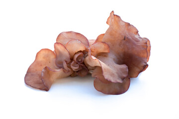 Jew's Ear Mushroom on a white background.