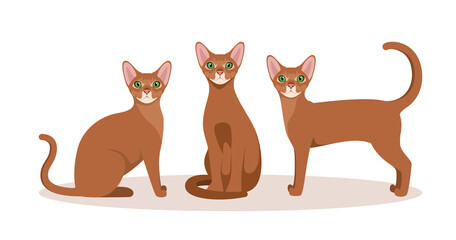 A set of Abyssinian cats on a white background. Cartoon design.
