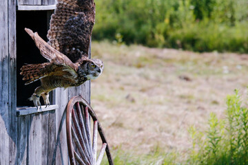 Great horned owl (Bubo virginianus), also known as the tiger owl. It is an extremely adaptable bird...