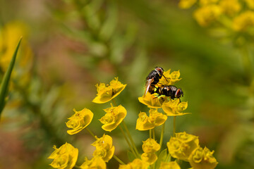 mating flies on flower
