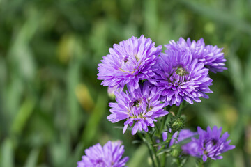 Fototapeta premium Beautiful blooming purple Aster Amellus on green leaves blurred background with copy space for text.
