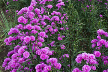 Bush of beautiful pink Aster Amellus flowers blooms in the garden.