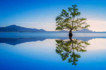 Beautiful scenery of a lone mangrove tree with reflections