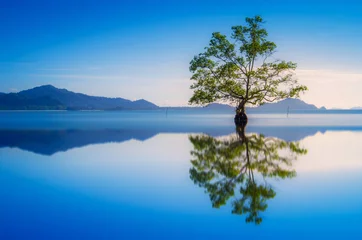 Deurstickers Prachtig landschap van een eenzame mangroveboom met reflecties © nadzlanimages