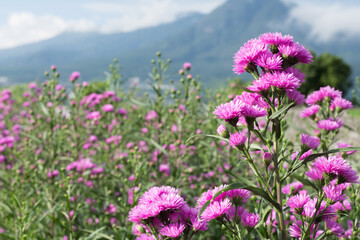 Farm field with Aster Amellus plants on the mountain, in rural.