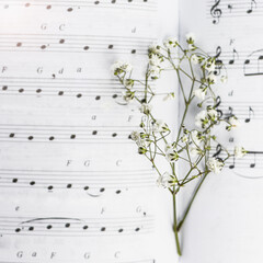 musical notation. Music in notes. Love to music,songwriter. dried flower lies on an open book with notes. Selective focus
