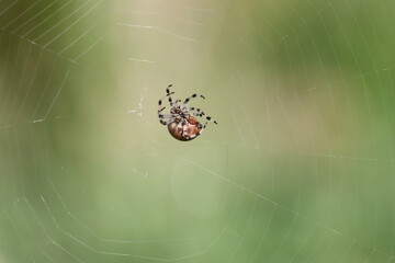 A spider insect weaves a web.