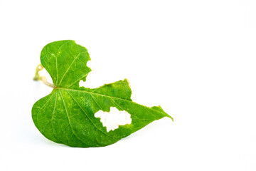 A damaged leaf with holes that are chewed by insects. Some parts of the leaf disappeared.