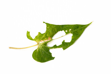 A damaged leaf is chewed by insects. There are holes in the central, left, and right on the leaf.