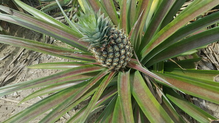 Naklejka na ściany i meble close up of pineapple