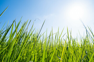Fresh green grass and white grass flower with blue sky and sunlight background