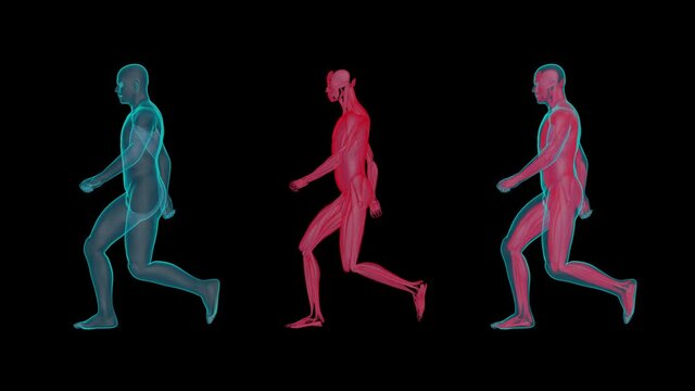 Human Walking in X-Ray with Muscular System