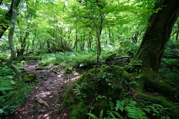 a lively summer forest in the sunlight