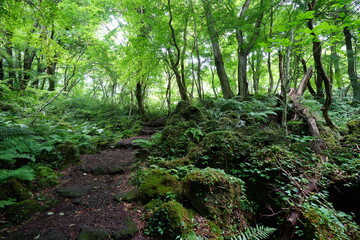 a dense summer forest with fern and mossy rocks