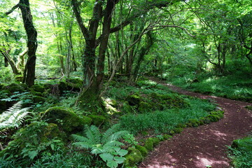 a thick wild forest with pathway