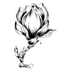 hand drawn illustration of magnolia flower in engraved style, isolated on white background