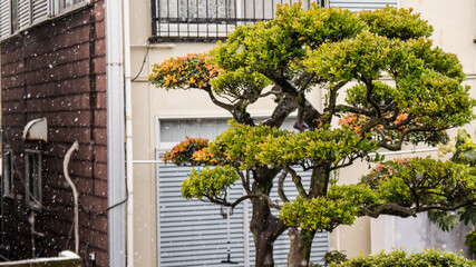 Tree between buildings in Tokyo