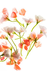 pelargonium flowers on the white