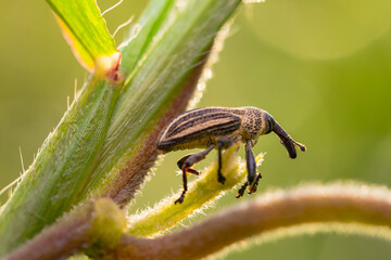Ladybug on a branch on a bokeh background
can be used to copy space text