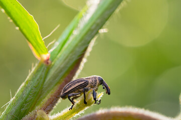 Ladybug on a branch on a bokeh background
can be used to copy space text