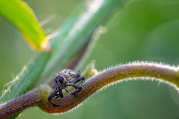 Ladybug on a branch on a bokeh background
can be used to copy space text