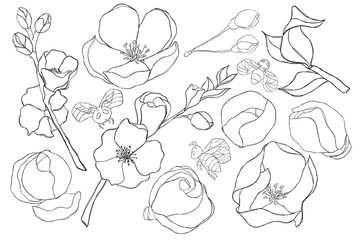 A set of contour illustrations, flowers, twigs, cherry trees, isolated illustrations on a white background