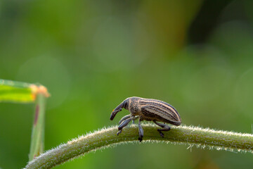 Ladybug on a branch on a bokeh background
can be used to copy space text