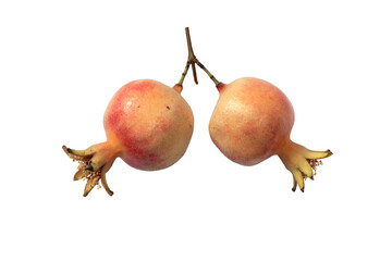 small ripe pomegranate fruits grown at home isolated