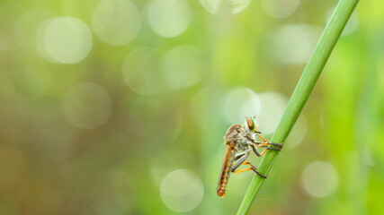 Naklejka premium predatory insect on bokeh background can be used to copy space text