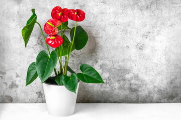 House plant Anthurium in white flowerpot isolated on white table and gray background Anthurium is heart - shaped flower Flamingo flowers or Anthurium andraeanum, Araceae or Arum symbolize hospitality - obrazy, fototapety, plakaty