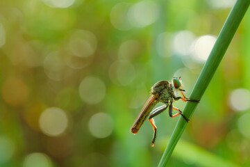 predatory insect on bokeh background
can be used to copy space text
